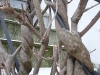 Baum