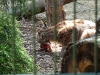 bischofswerda_zoo02