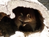 bischofswerda_zoo03