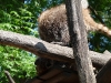 bischofswerda_zoo07