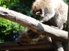 bischofswerda_zoo08