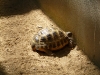 bischofswerda_zoo11