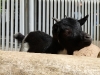 bischofswerda_zoo12