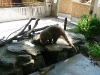 bischofswerda_zoo15