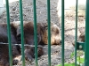 bischofswerda_zoo20