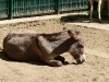 bischofswerda_zoo24