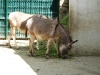 bischofswerda_zoo25