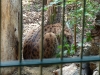 bischofswerda_zoo28