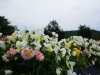 landesgartenschau_loebau06