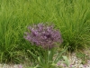 landesgartenschau_loebau10