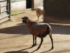 leipzig_zoo_01