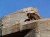 leipzig_zoo_06