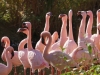 leipzig_zoo_16
