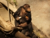 leipzig_zoo_18
