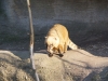 leipzig_zoo_23