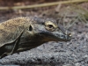 leipzig_zoo_25