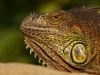 leipzig_zoo_28