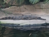 leipzig_zoo_32