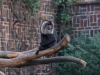 leipzig_zoo_36