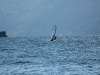 surfen20