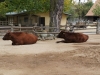 zoo_goerlitz_04