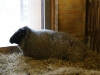 zoo_goerlitz_06