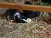 zoo_goerlitz_07
