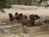 zoo_goerlitz_11